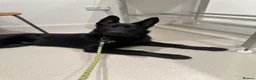 Sheprador dogs for sale: Jet🐾 in Worthing - Advert 5