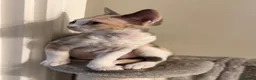 Devon Rex cats for sale:      🐾 Two Beautiful Devon Rex Kittens  - Advert 7