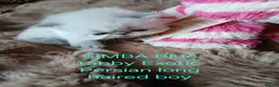 Exotic cats for sale:  Pedigree GCCF Registered Persian Exotic's  - Advert 16