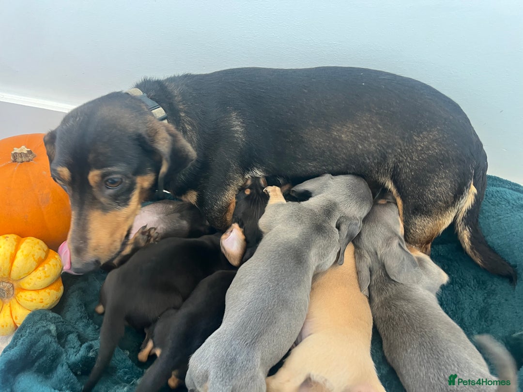 Dachshund dogs for sale: 6 beautiful dachshund puppies  - Image 30