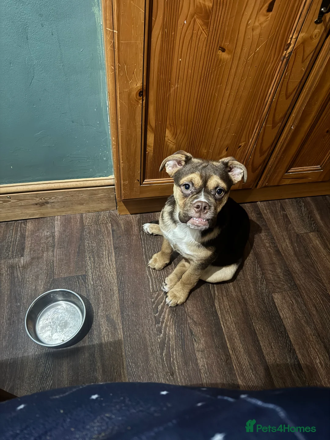 Mixed Breed dogs for sale: English bulldog mix female puppy - Advert 2