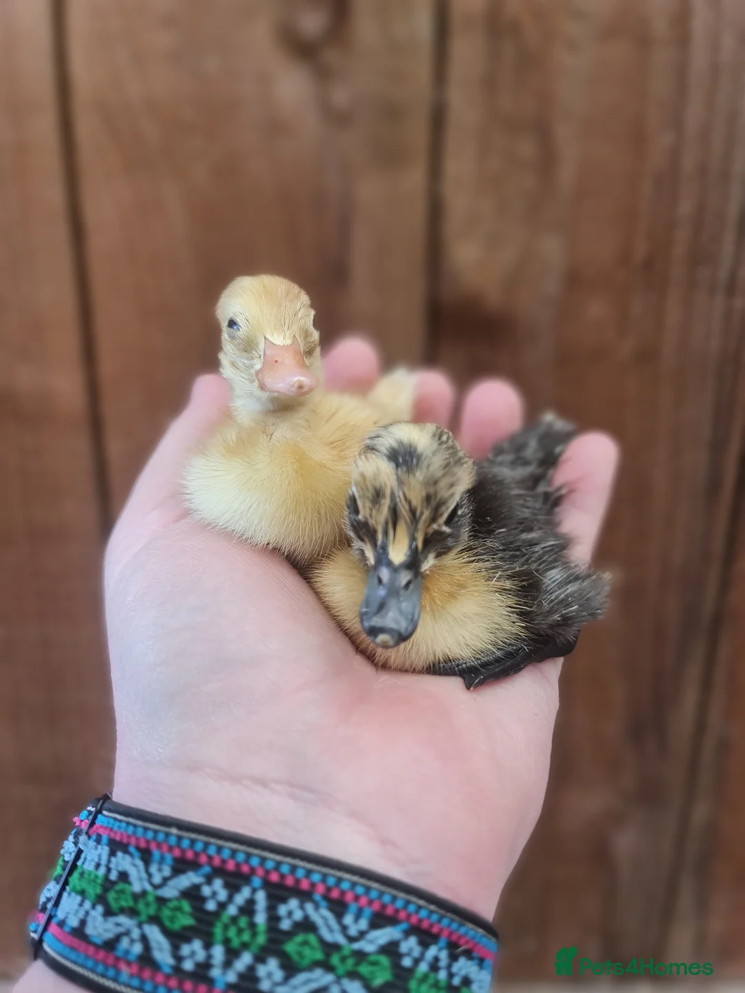 Chickens poultry for sale: Mixed chicks and ducklings  in Belper - Advert 2