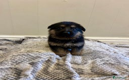 German Shepherd dogs for sale: 6 beautiful German Sheperd puppies  - Image 4