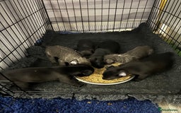 Bedlington Terrier dogs for sale: Bedlington Whippet Puppies - Image 5