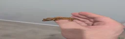 Gecko reptiles for sale: Lily White Phantom Crested Geckos  in Hook - Advert 3