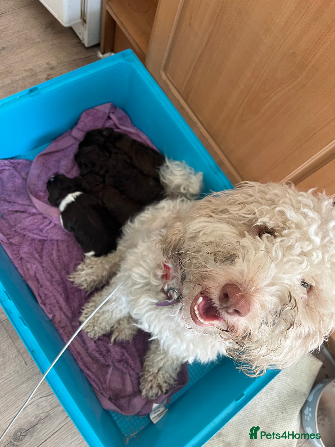 Cockapoo dogs for sale: Cockerpoo puppies - Image 5