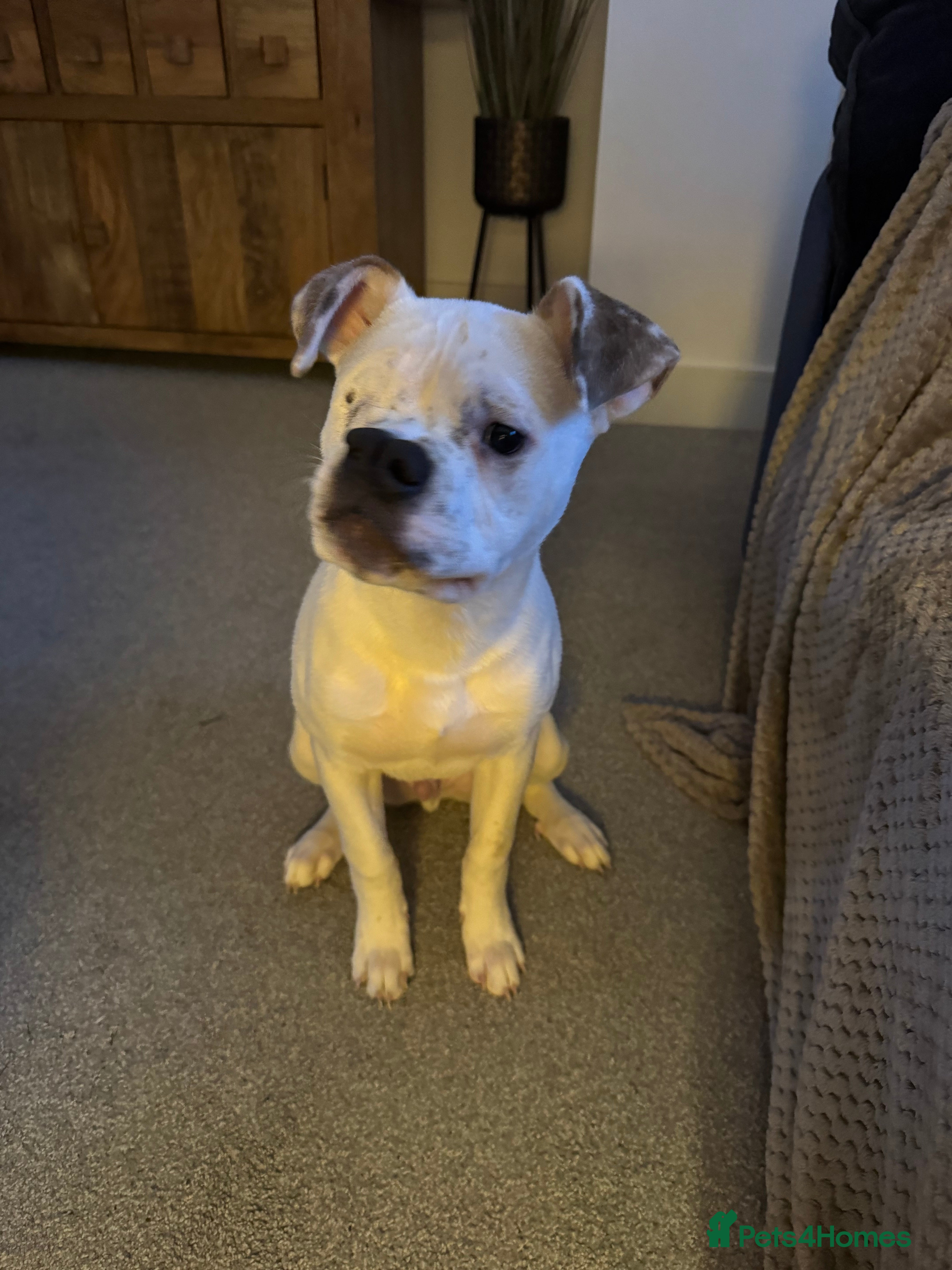 Mixed Breed dogs Staffy Mixed Breed - Advert 1