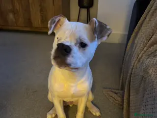 Mixed Breed dogs Staffy Mixed Breed - Advert 3