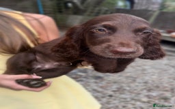 Sprocker dogs for sale: Beautiful Show Type Sprocker Spaniel Puppy’s  - Image 2