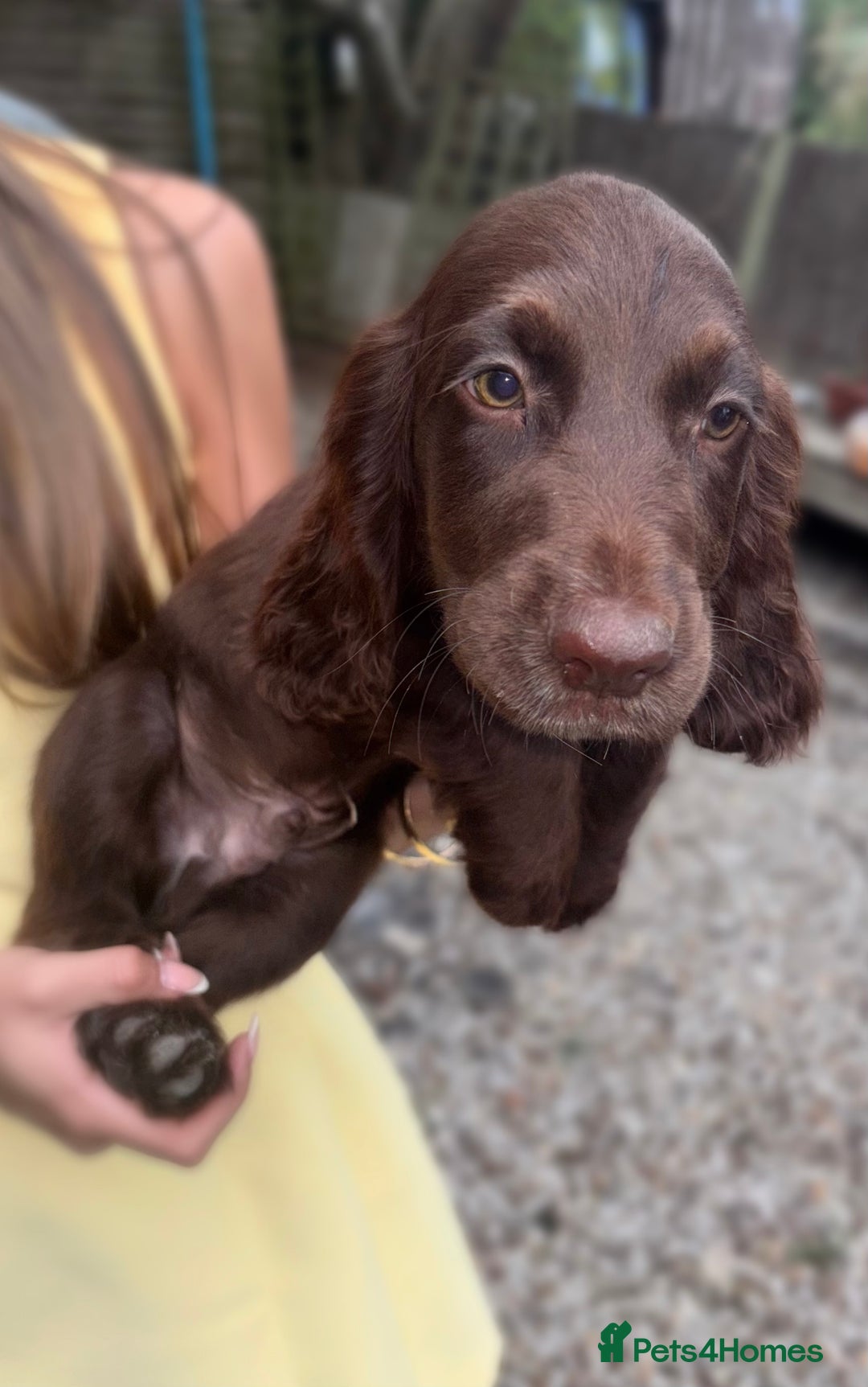 Sprocker dogs for sale: Beautiful Show Type Sprocker Spaniel Puppy’s  - Image 2