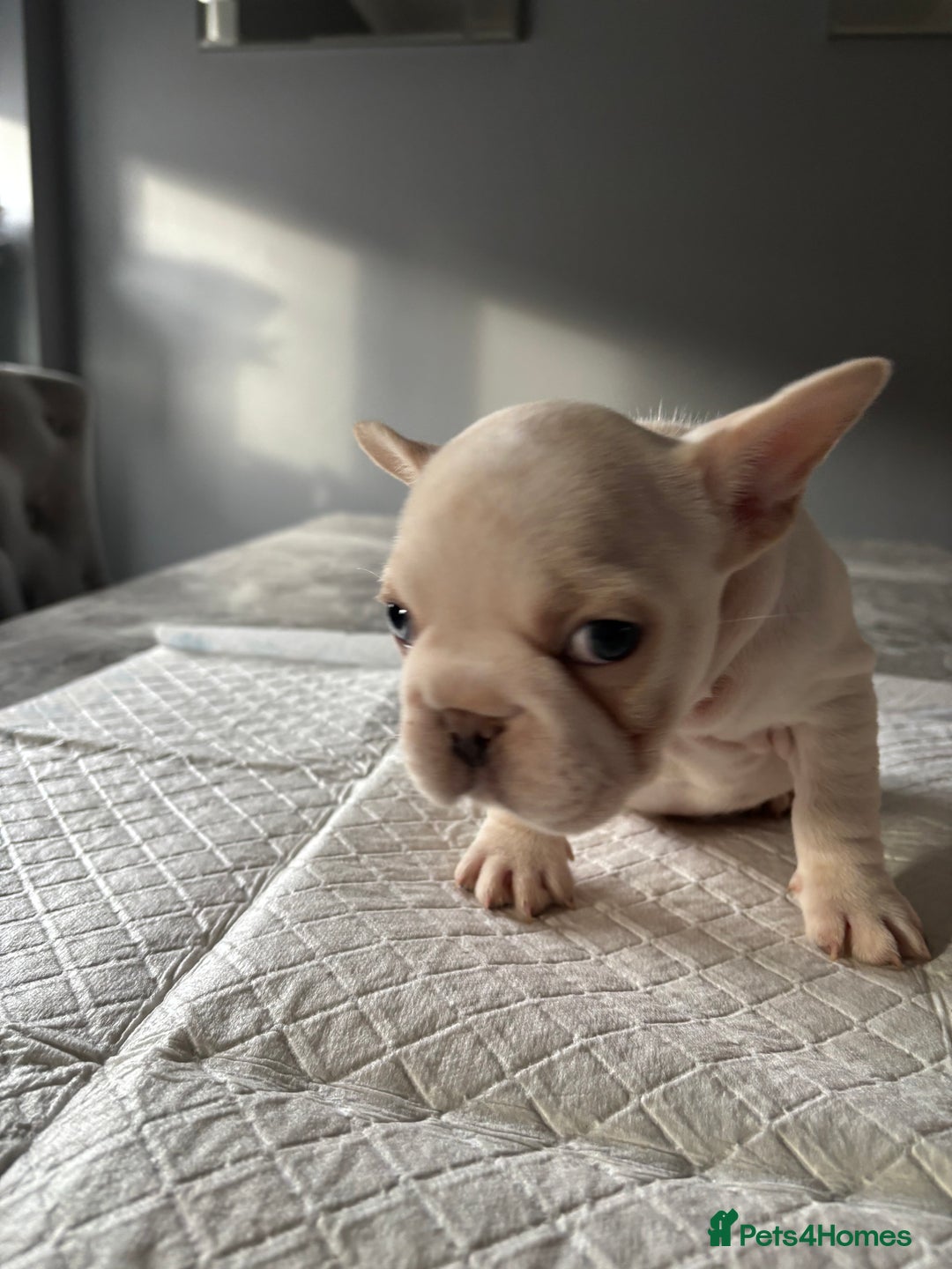 French Bulldog dogs for sale:  French bulldogs  - Advert 31