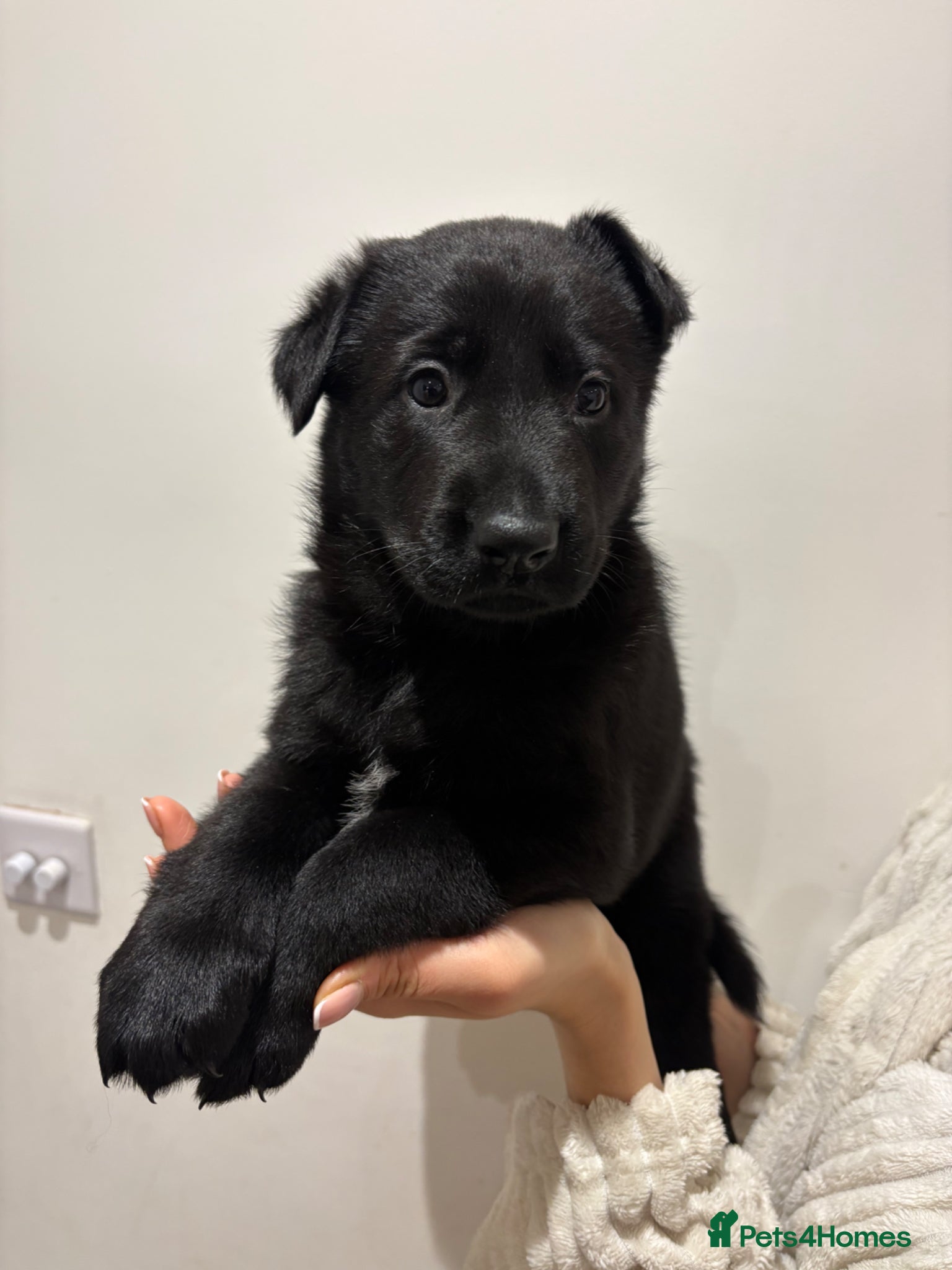 German Shepherd dogs ONE PUP AVAILABLE : WORKING LINE SHEPHERD - Advert 4