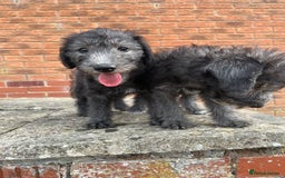 Bedlington Terrier dogs for sale: Bedlington Terrier x Italian Greyhound Puppies - Image 7