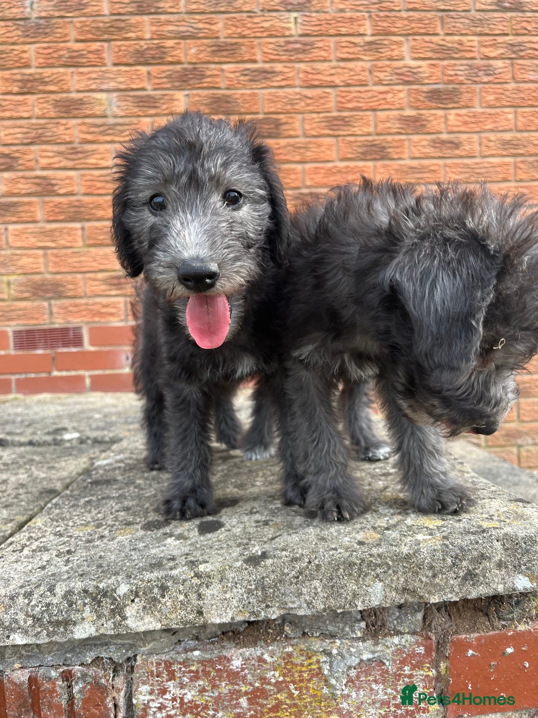 Bedlington Terrier dogs for sale: Bedlington Terrier x Italian Greyhound Puppies - Image 7
