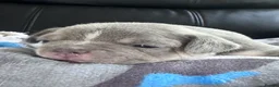 Mixed Breed dogs for sale: French bulldog x Yorkshire terrier - Advert 11