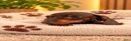 Miniature Dachshund dogs for sale: Miniature Dachshund Puppies  - Advert 13