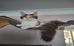 Maine Coon cats for sale: Last two kittens  in Spalding - Image 4