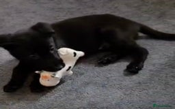 Mixed Breed dogs for sale: Milo mixed breed - Advert 4