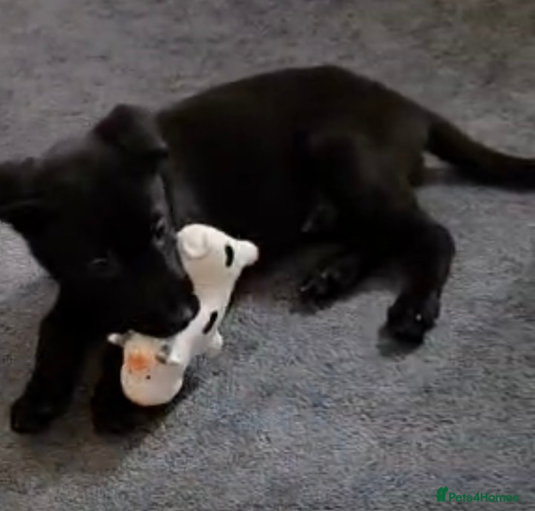 Mixed Breed dogs for sale: Milo mixed breed - Advert 4