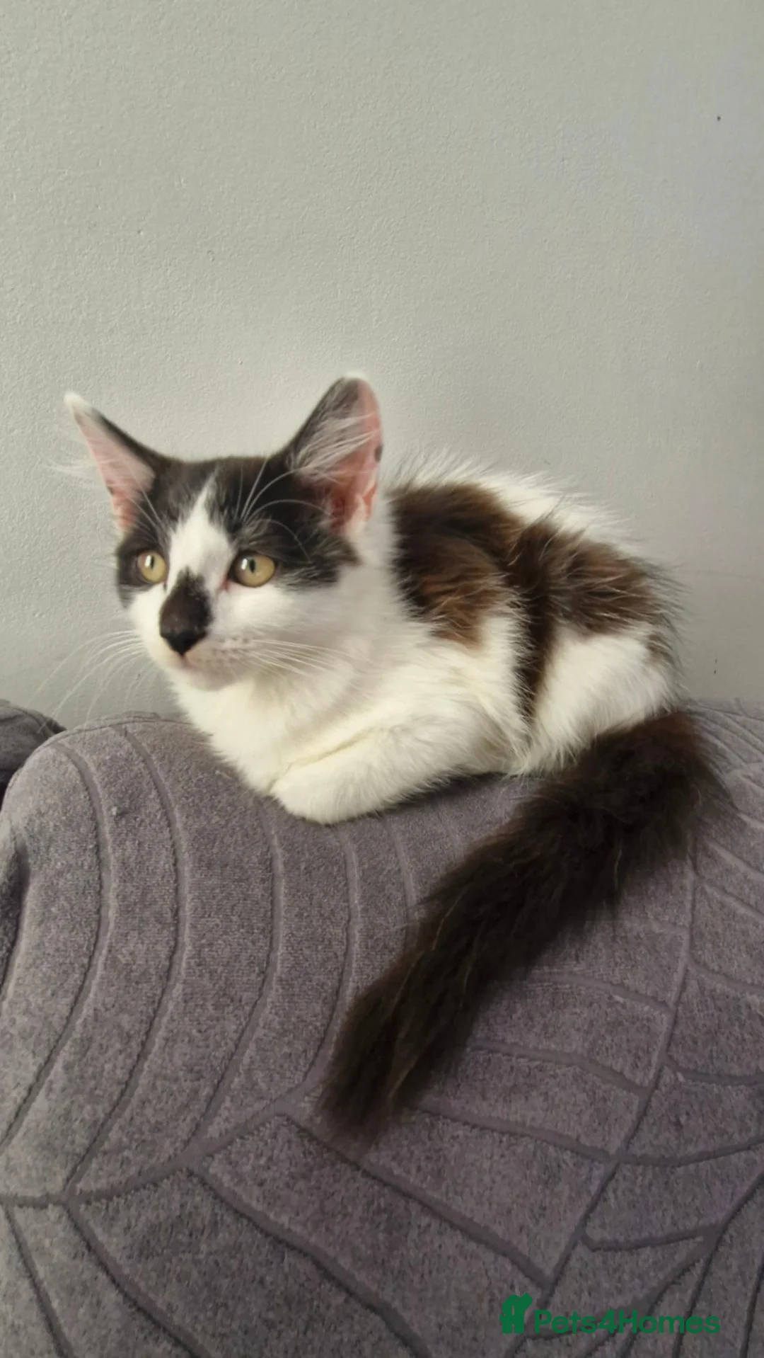 Turkish Angora cats for sale: Turkish Angora kitten - Advert 6
