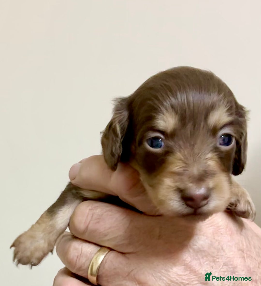 Miniature Dachshund dogs for sale: KC reg mini longhaired dachshund pups - Advert 22
