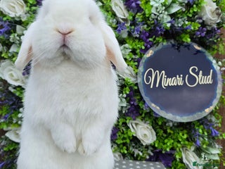 Mini Lop rabbits - Advert 34