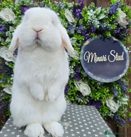 Mini Lop rabbits - Advert 13