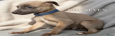 Whippet 7