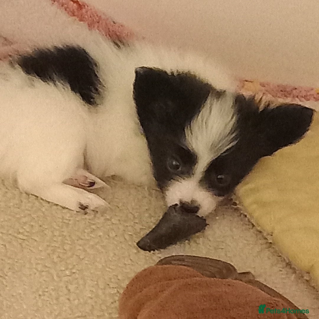 Papillon dogs for sale: 2 Stunning examples of this beautiful breed❤️💙  - Advert 3