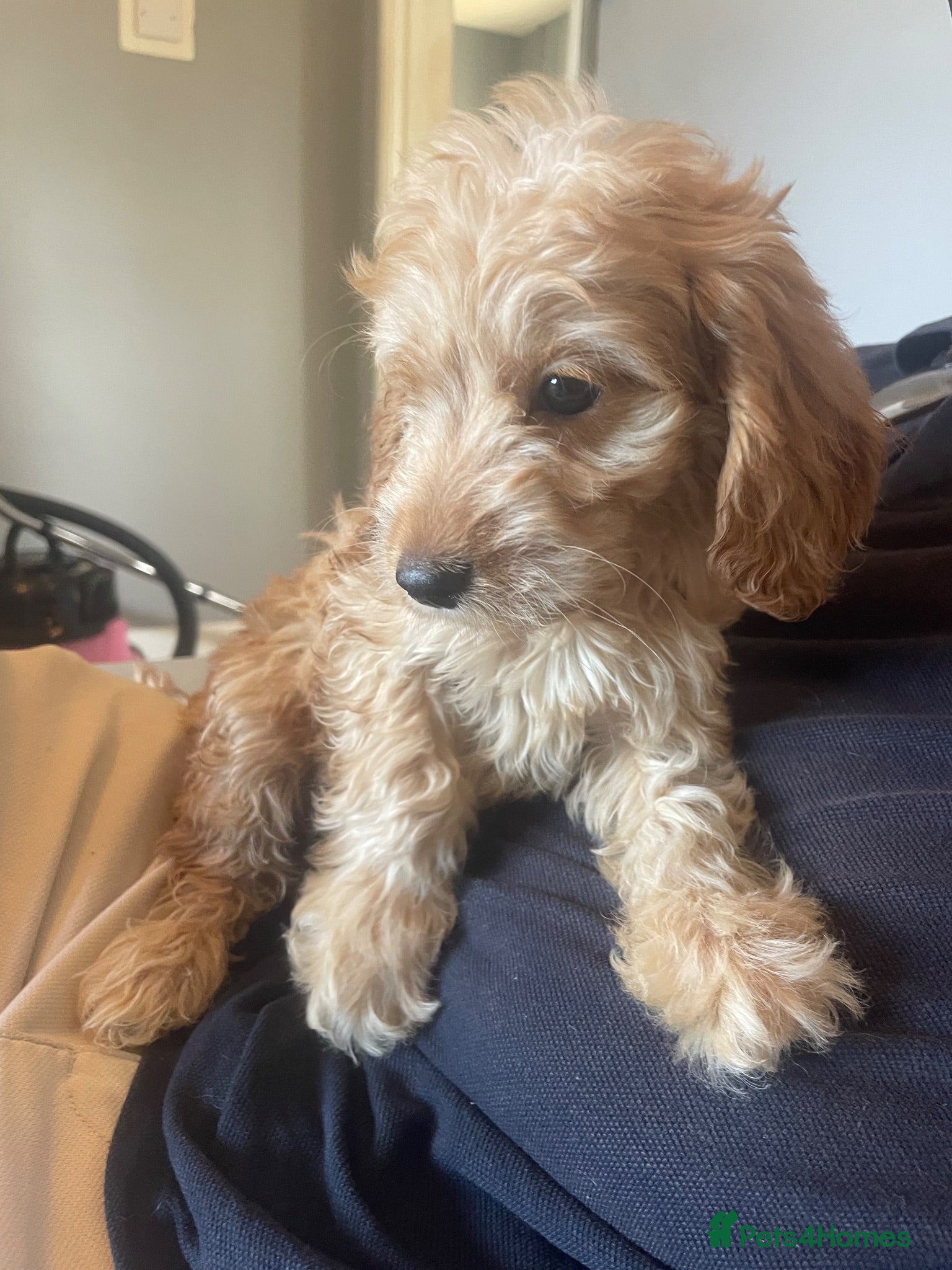 Cockapoo dogs Beautiful F1 cockapoos - Advert 2