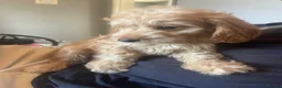 Cockapoo dogs for sale: Beautiful F1 cockapoos - Advert 4