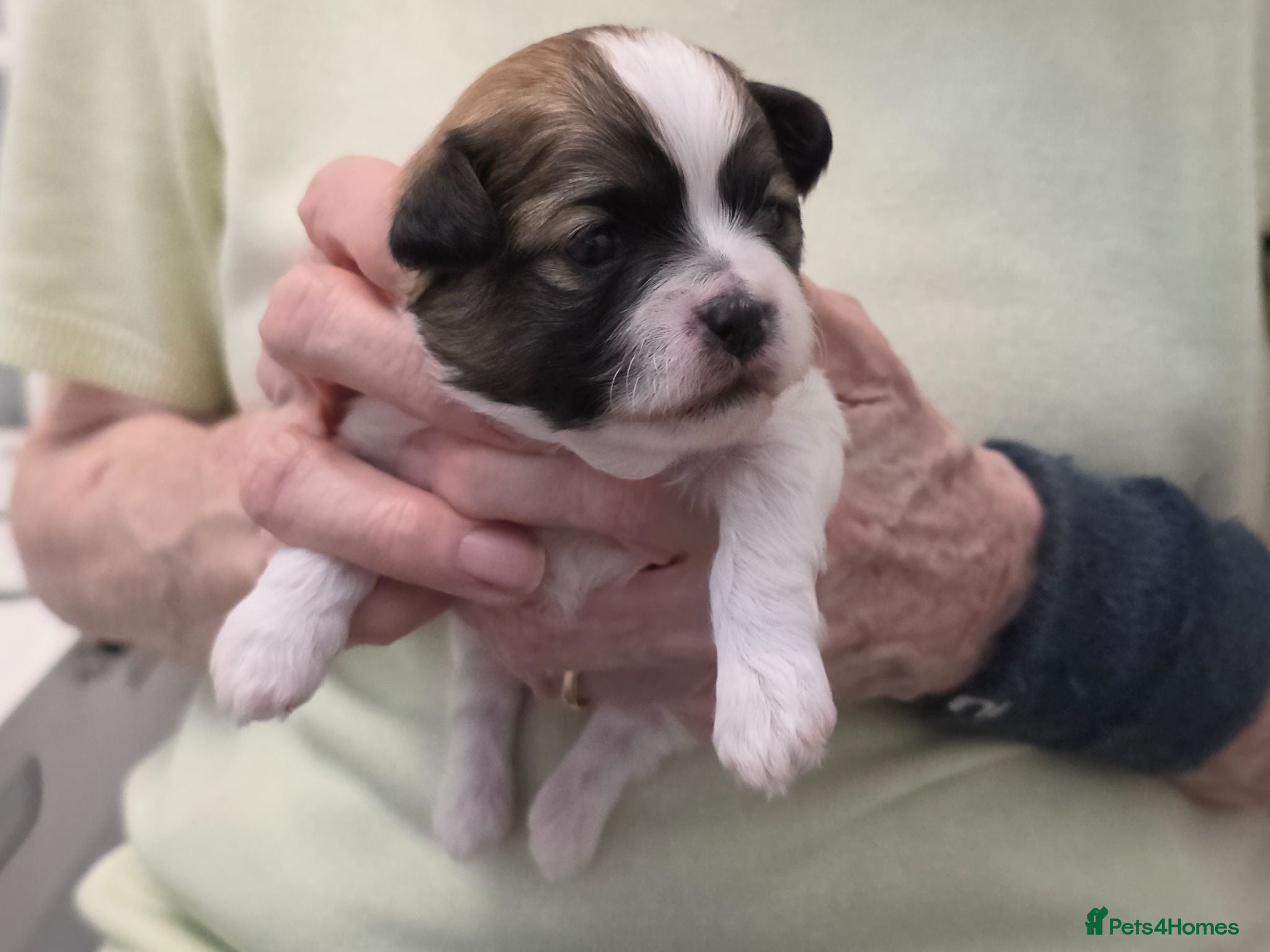 Zuchon dogs Gorgeous Shichon Puppies. Bichon Frise x Shih Tzu - Advert 1