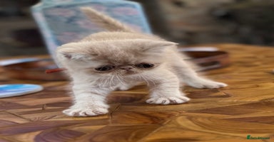 Exotic cats - Advert 5