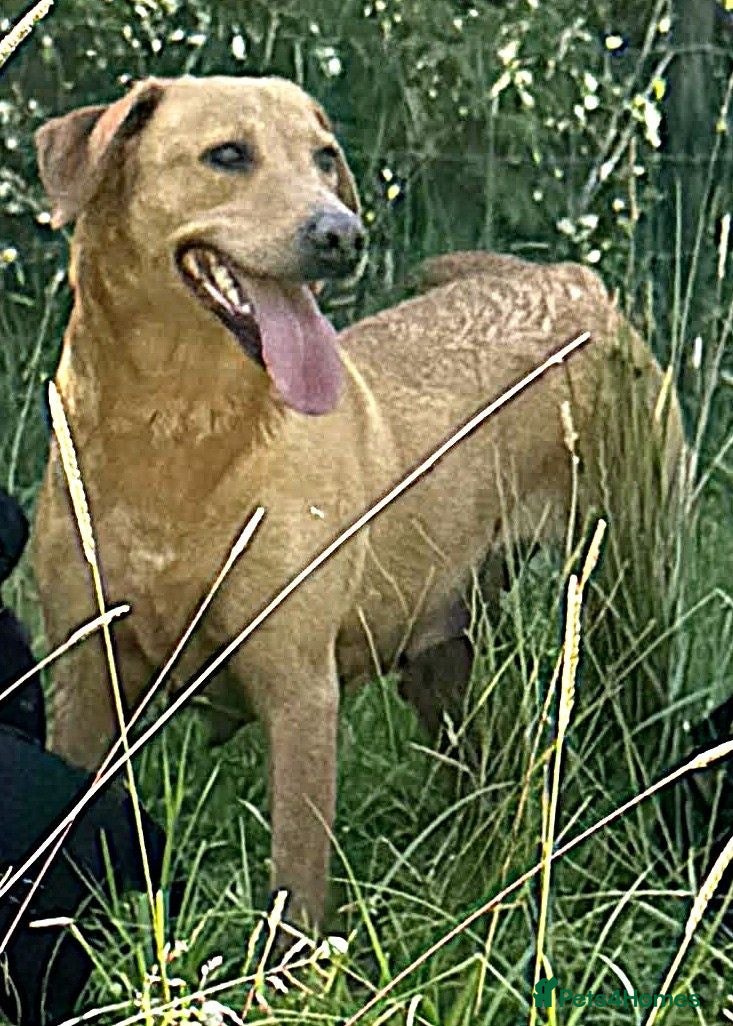 Labrador Retriever dogs 5 year old yellow labrador looking for loving home - Advert 3