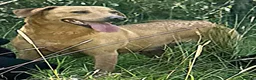 Labrador Retriever dogs for sale: 5 year old yellow labrador looking for loving home - Advert 1