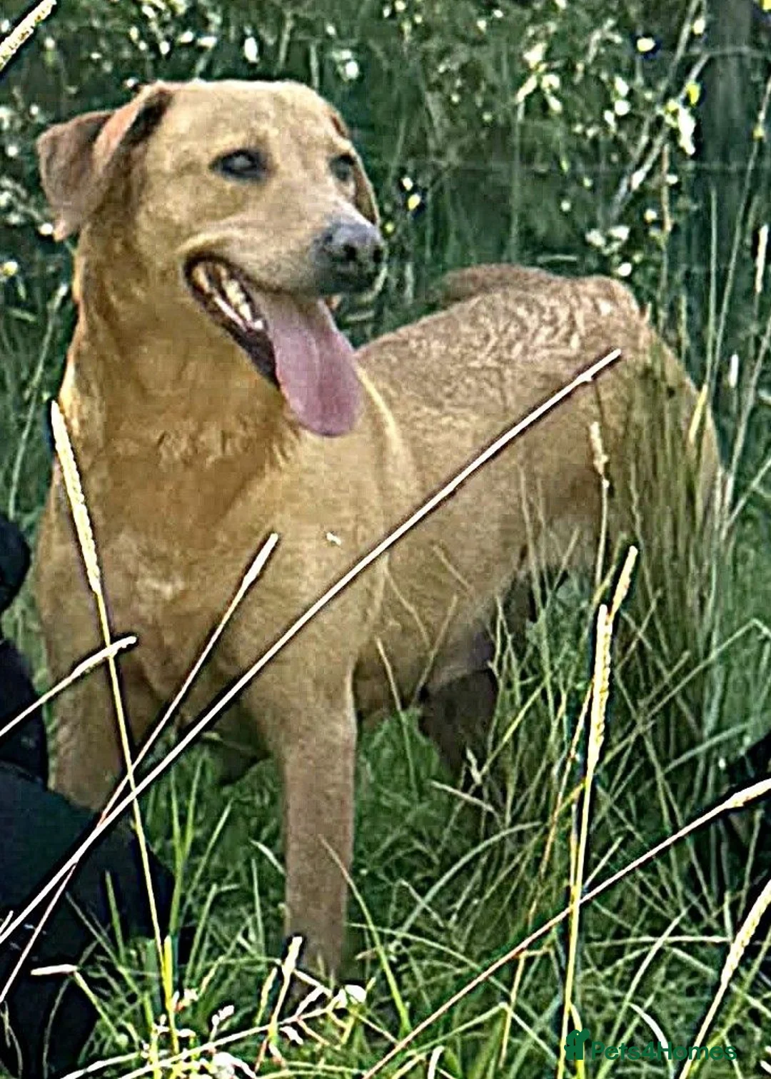 Labrador Retriever dogs for sale: 5 year old yellow labrador looking for loving home - Advert 1