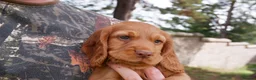 Cocker Spaniel dogs for sale: KC working Cocker Spaniel puppies in Aboyne - Advert 6