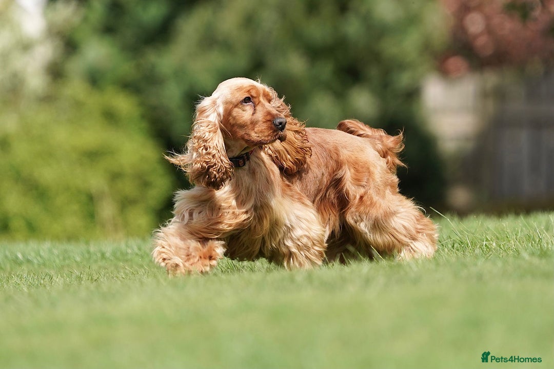 Cocker Spaniel dogs for stud: CHAMP KC SHOW TYPE COCKER SPANIEL FULL Health test in Pudsey - Image 2
