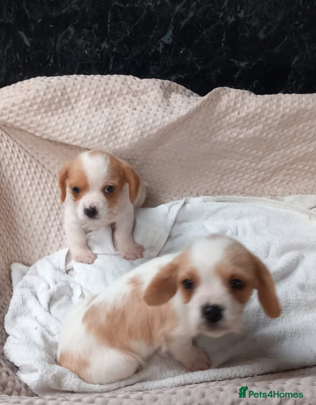 Cavapoo dogs for sale: Beautiful Cavapoo's for sale - Advert 1
