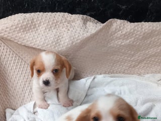 Cavapoo dogs Beautiful Cavapoo's for sale - Advert 1