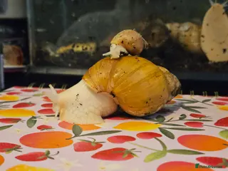 Snails invertebrates Giant african land snails - Advert 2
