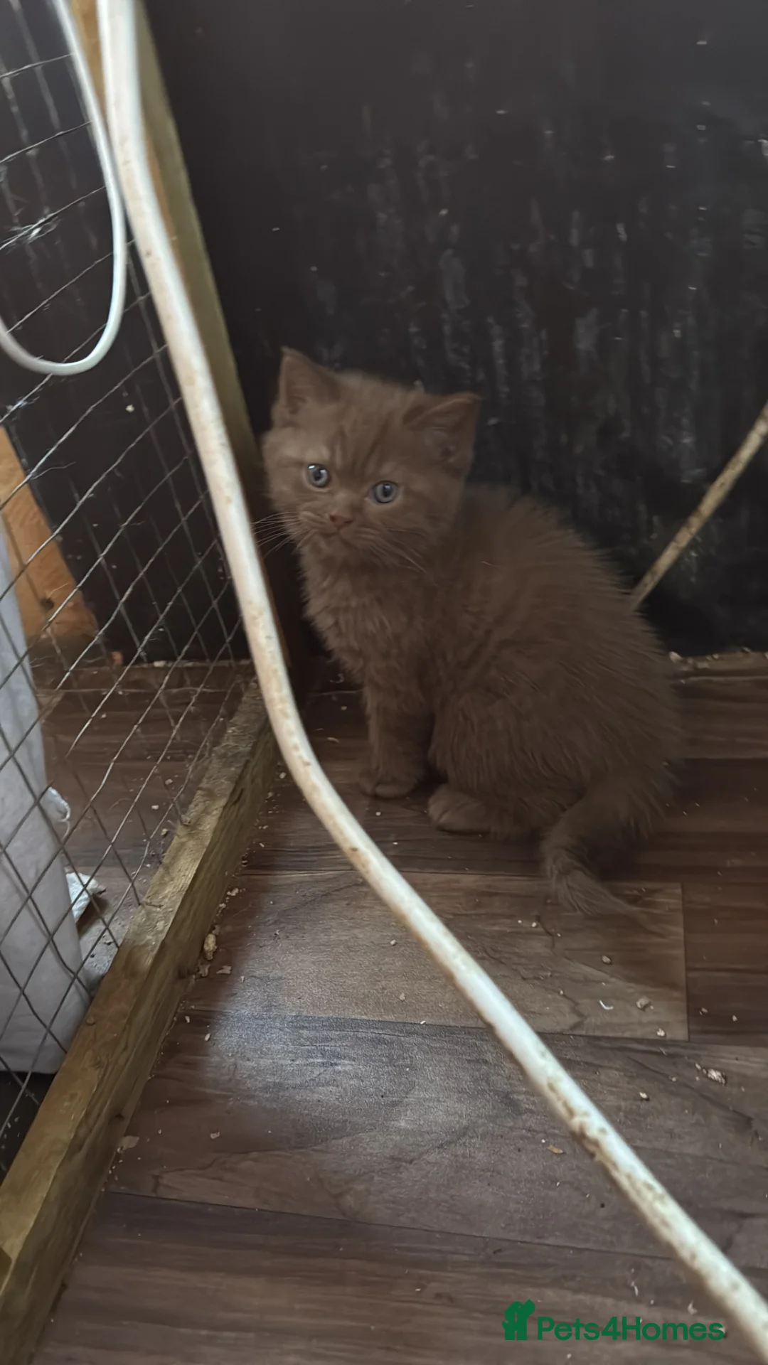 British Shorthair cats for sale: Cinnamon gccf boy - Advert 2