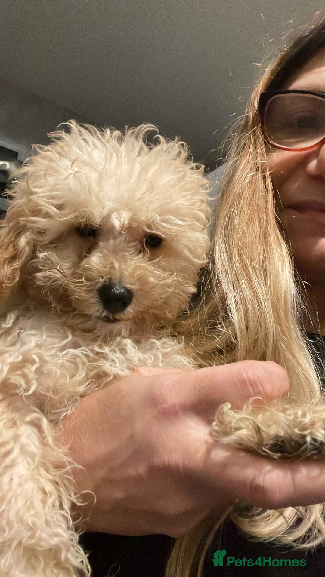 Toy Poodle dogs for sale: Stunning tiny toy poodles  - Advert 4