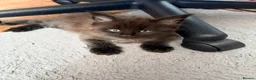 Maine Coon cats for sale: ❤️ Maine Coon kittens TICA registered ❤️ - Advert 5