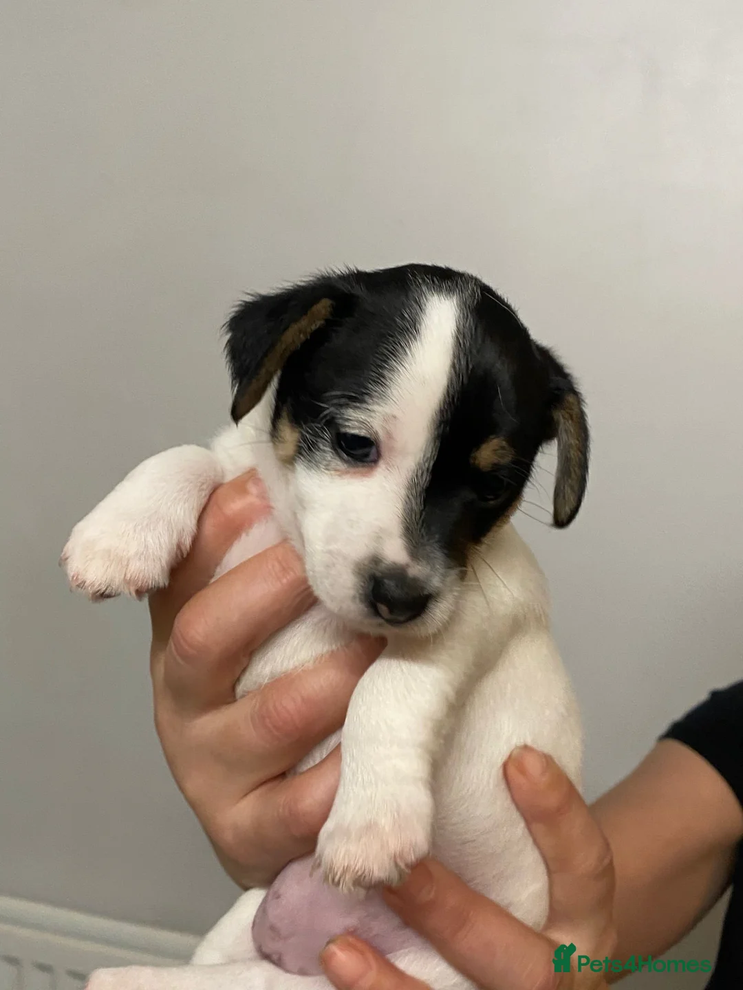 Jack Chi dogs for sale: Adorable Jack Chi puppies  - Advert 17