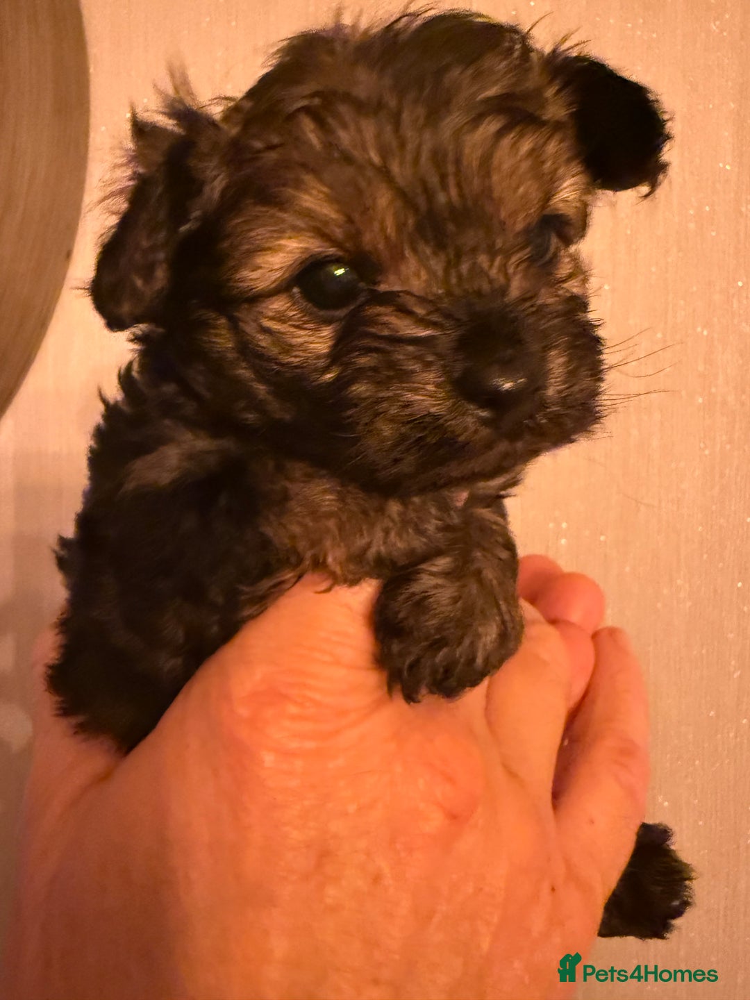 Yorkiepoo dogs for sale: Yorkipoos READY  **  EVE - Advert 16