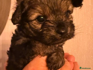 Yorkiepoo dogs Yorkipoos READY in 3 weeks - Advert 5