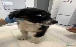 Mixed Breed dogs for adoption: 💮Cauliflower💮 for adoption, coming into GLOUS - Image 4
