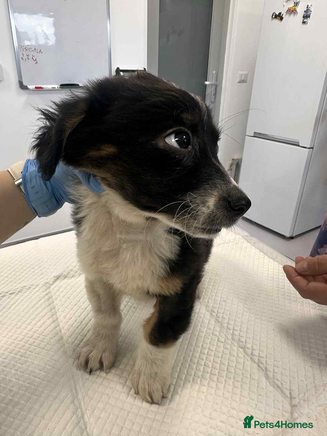 Mixed Breed dogs for adoption: 💮Cauliflower💮 for adoption, coming into GLOUS - Image 4