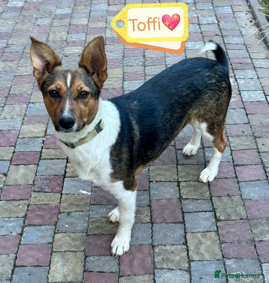 Mixed Breed dogs for adoption: 💖🐶 TOFFI -2-year-old small size girl 🐶💖 - Image 1